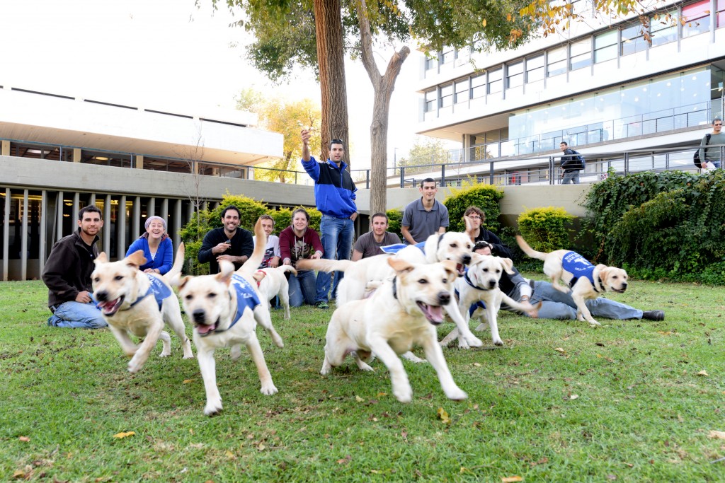סטודנטים מגדלים כלבי לברדור לנחייה לעיוורים במסגרת פרויקט התנדבותי